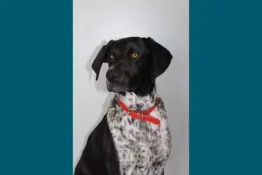 emeis maison de retraite vouziers un chien